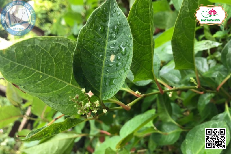 Cốt Khí Củ - Reynoutria Japonica, Polygonaceae