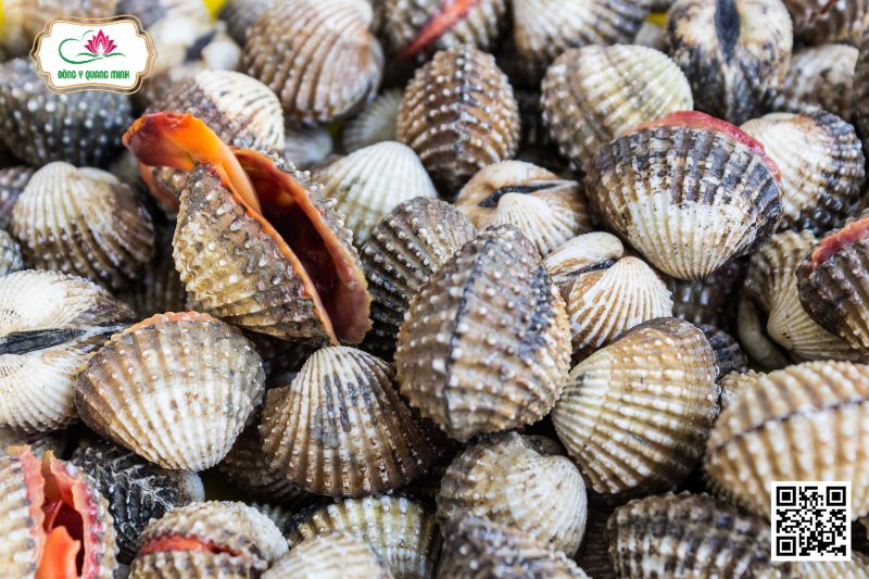 Sò Huyết - Arca Granosa Linnaeus