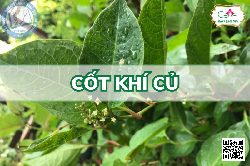 Cốt Khí Củ - Reynoutria Japonica, Polygonaceae