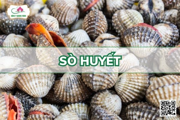 Sò Huyết - Arca Granosa Linnaeus