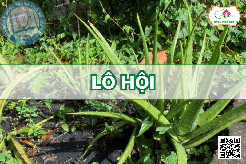 Lô Hội - Aloe Vera, Xanthorrhoeaceae