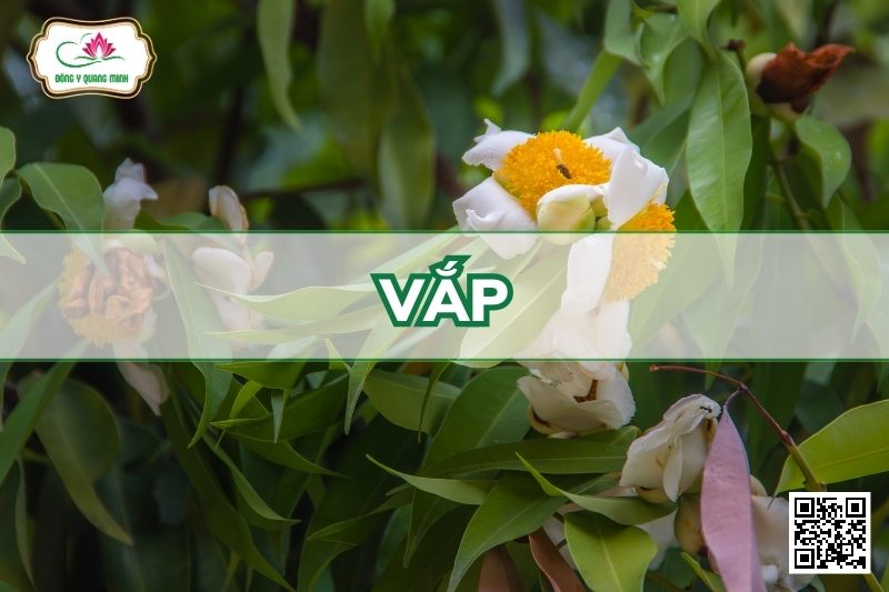 Vắp - Mesua Ferrea L