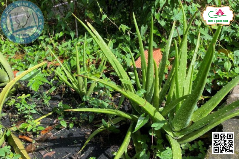 Lô Hội - Aloe Vera, Xanthorrhoeaceae