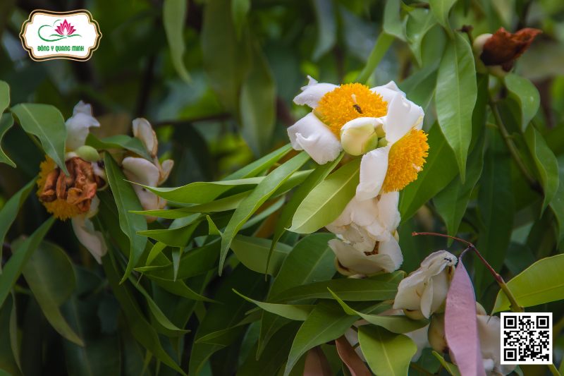 Vắp - Mesua Ferrea L