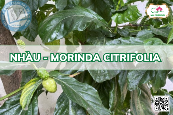 Nhàu - Morinda Citrifolia, Rubiaceae