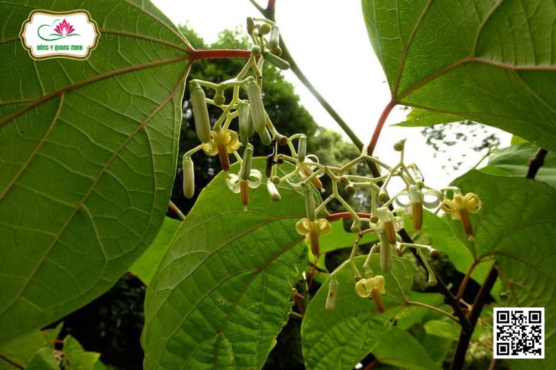 Thôi Chanh Lá Xôn - Alangium Salviifolium (L.F.) Wangerin