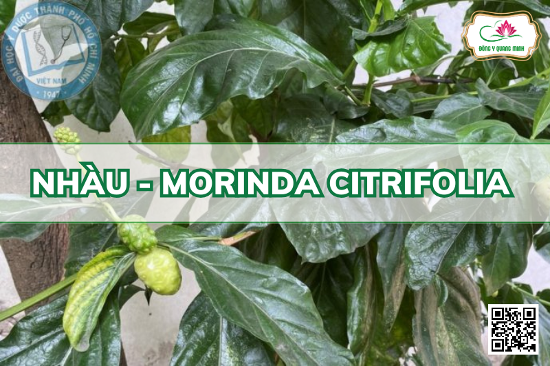 Nhàu - Morinda Citrifolia, Rubiaceae