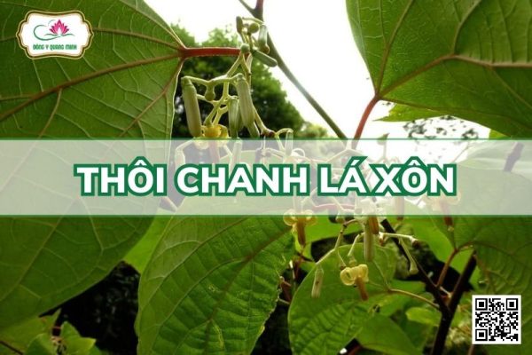 Thôi Chanh Lá Xôn - Alangium Salviifolium (L.F.) Wangerin