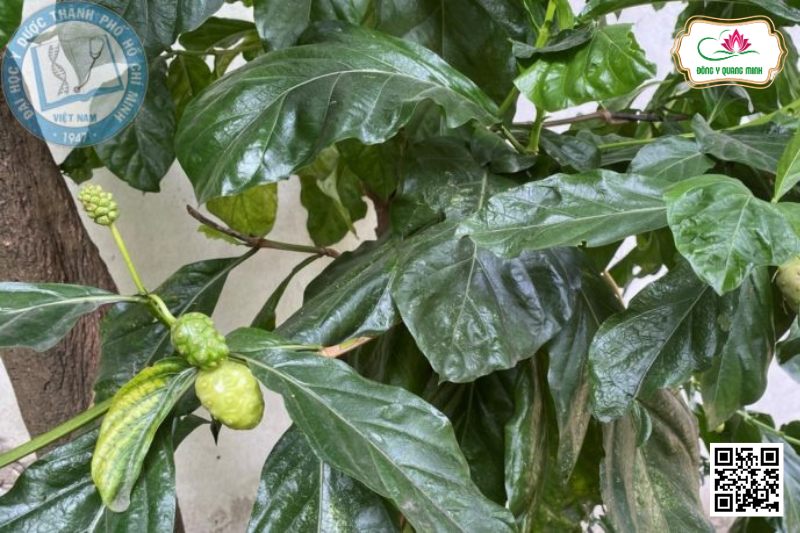 Nhàu - Morinda Citrifolia, Rubiaceae