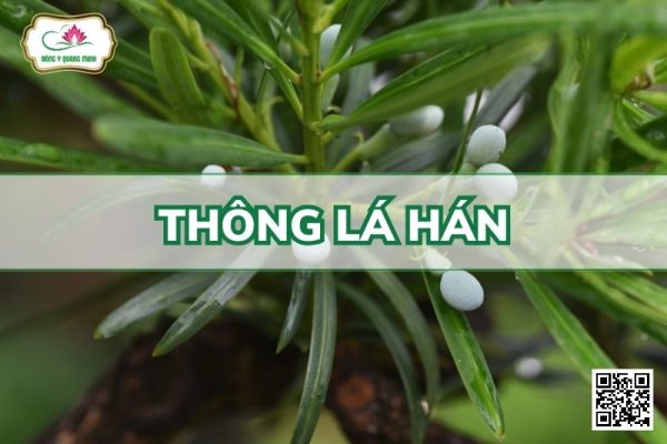 Thông Lá Hán - Podocarpus Macrophyllus (Thunb.) G. Don Var. Maki (Sieb.) Endl