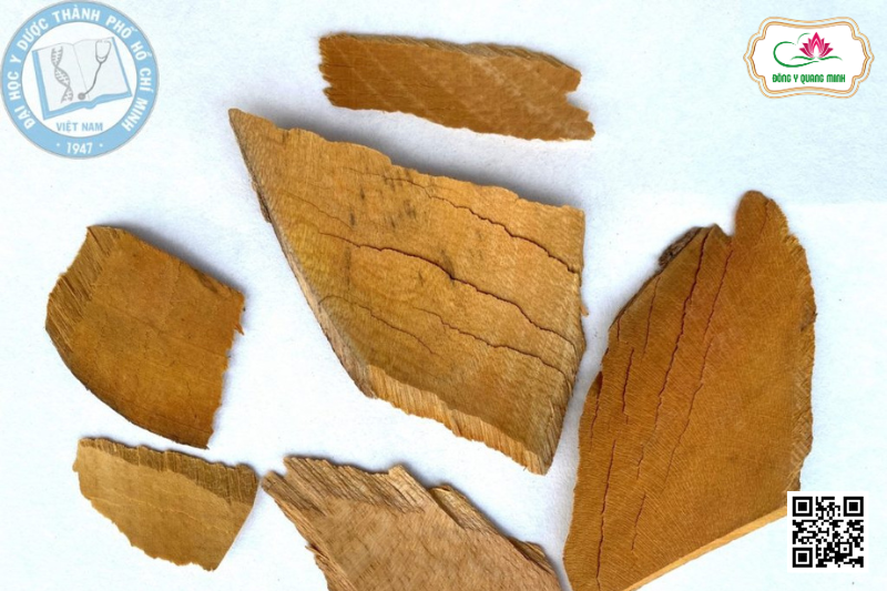 Nhàu - Morinda Citrifolia, Rubiaceae