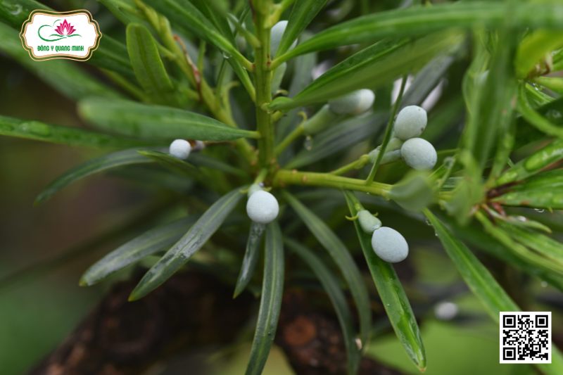Thông Lá Hán - Podocarpus Macrophyllus (Thunb.) G. Don Var. Maki (Sieb.) Endl