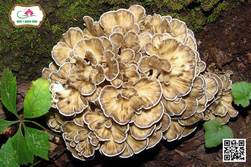 Trư Linh - Polyporus Umbellatus (Fers: Fr.) Fr