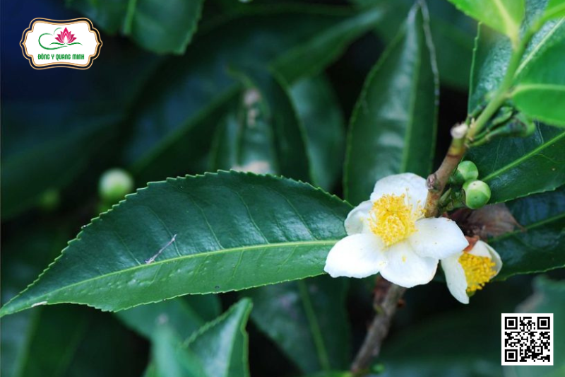 Trà –Camellia sinensis, Theaceae