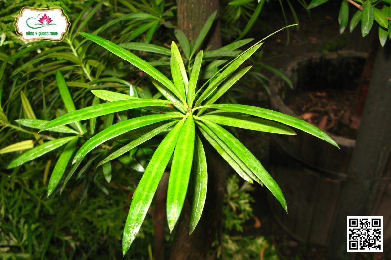 Thông Tre Lá Dài - Podocarpus Neriifolius D. Don