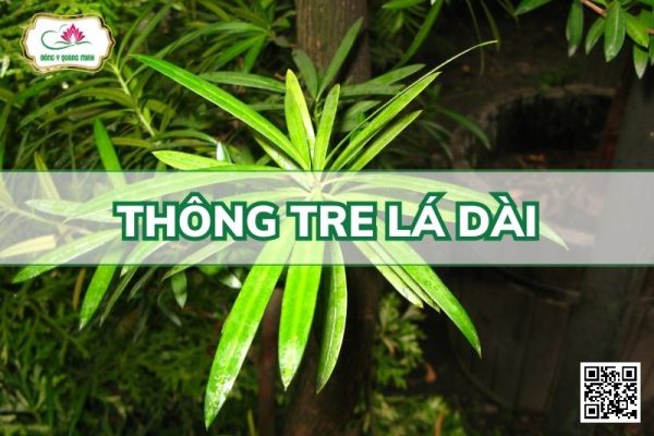 Thông Tre Lá Dài - Podocarpus Neriifolius D. Don