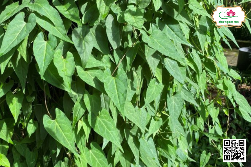 Hà Thủ Ô Đỏ - Reynoutria Multiflora, Polygonaceae