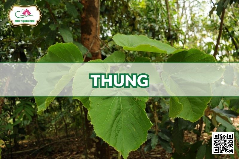 Thung - Tetrameles Nudiflora R.Br