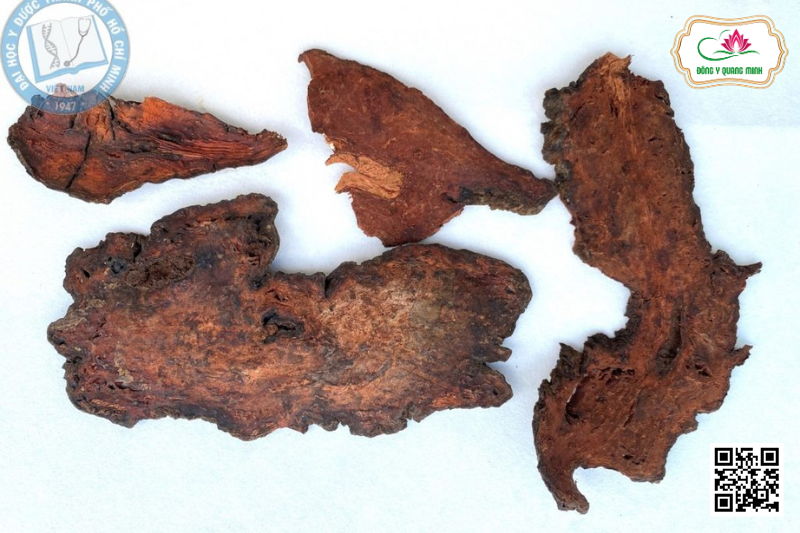 Hà Thủ Ô Đỏ - Reynoutria Multiflora, Polygonaceae