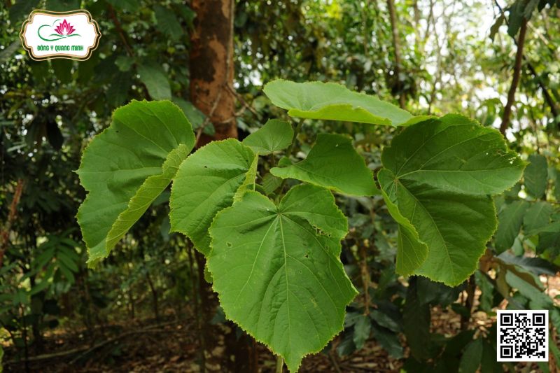 Thung - Tetrameles Nudiflora R.Br