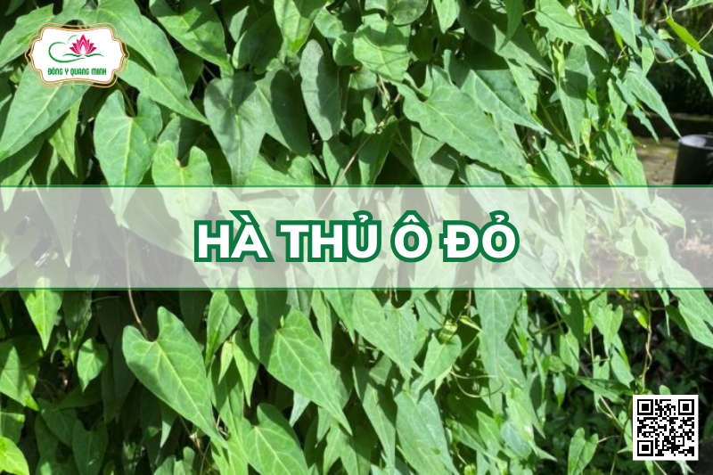 Hà Thủ Ô Đỏ - Reynoutria Multiflora, Polygonaceae