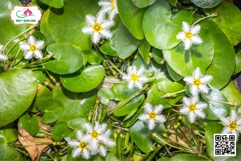 Trang Nước - Nymphoides Indicum (L.) Kuntze