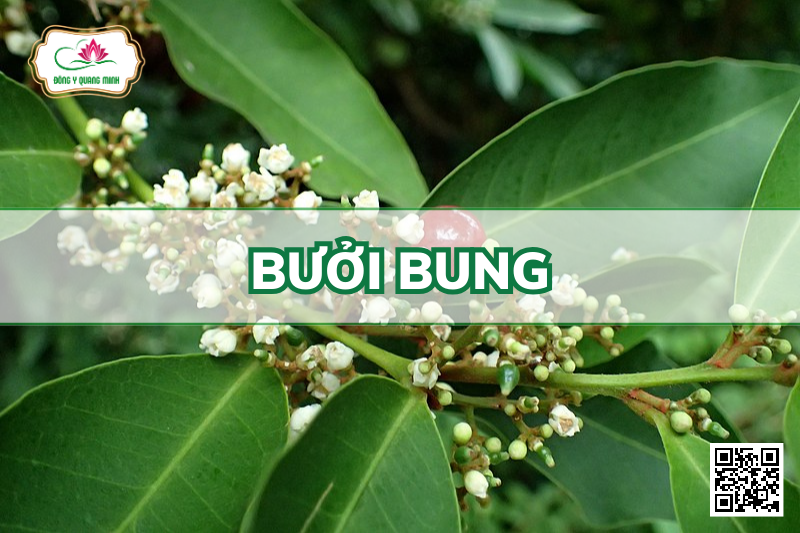 Bưởi Bung – Glycosmis Pentaphylla, Rutaceae