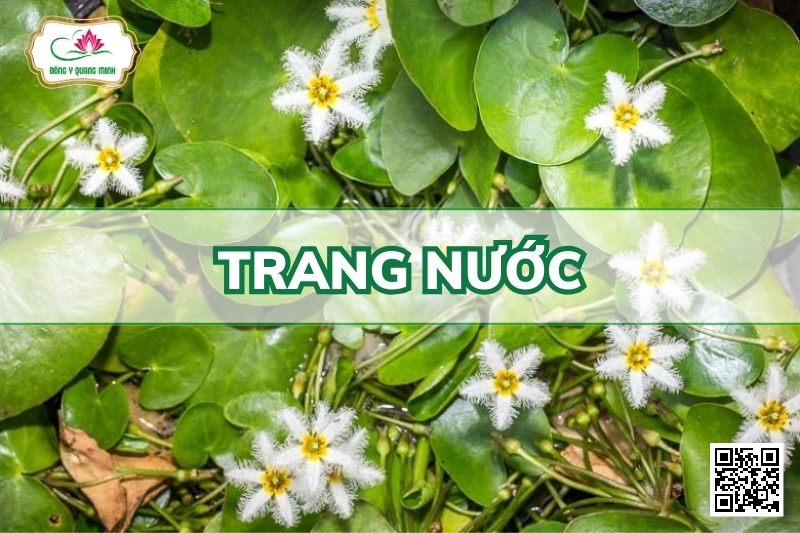 Trang Nước - Nymphoides Indicum (L.) Kuntze