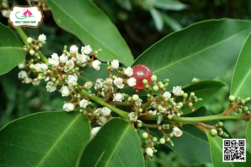 Bưởi Bung – Glycosmis Pentaphylla, Rutaceae