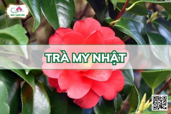 Trà My Nhật - Camellia Japonica L