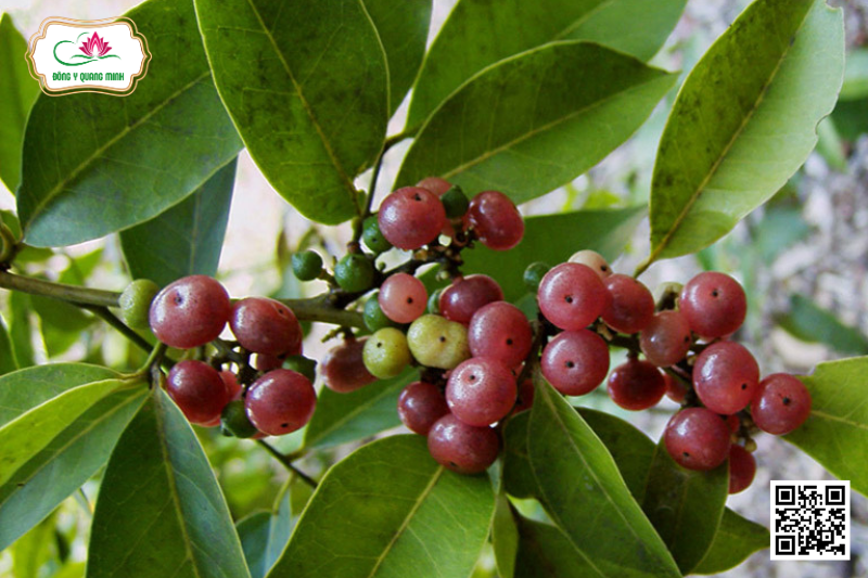 Bưởi Bung – Glycosmis Pentaphylla, Rutaceae