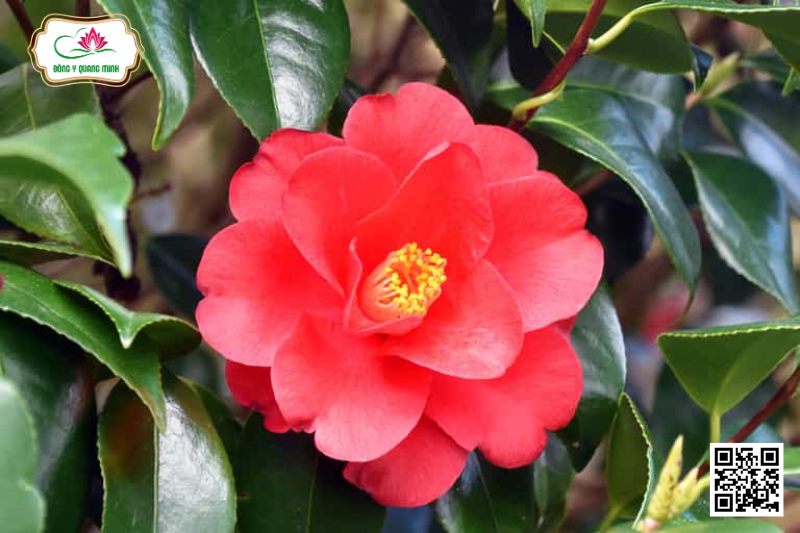 Trà My Nhật - Camellia Japonica L