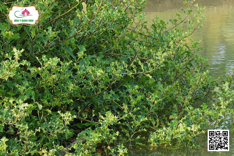 Ô Rô – Acanthus ilicifolius, Acanthaceae