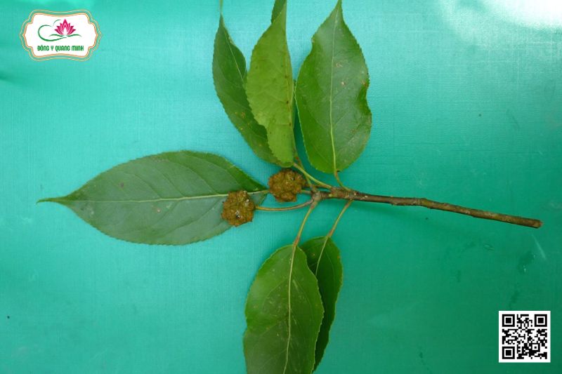 Tô Hạp - Altingia Chinensis (Champ. Ex Benth.) Oliv. Ex Hance