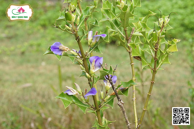 Ô Rô – Acanthus ilicifolius, Acanthaceae