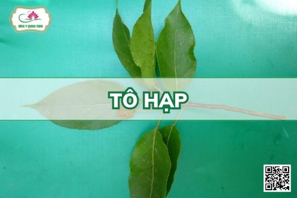 Tô Hạp - Altingia Chinensis (Champ. Ex Benth.) Oliv. Ex Hance