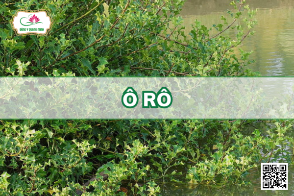 Ô Rô – Acanthus ilicifolius, Acanthaceae