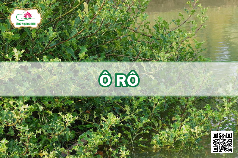 Ô Rô – Acanthus ilicifolius, Acanthaceae