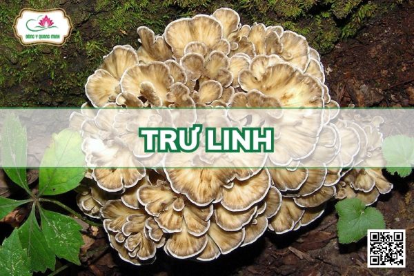 Trư Linh - Polyporus Umbellatus (Fers: Fr.) Fr