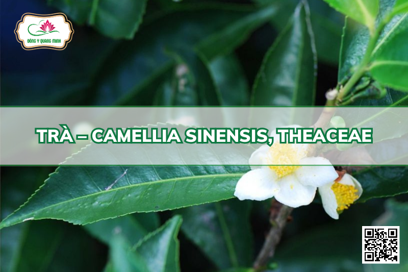 Trà –Camellia sinensis, Theaceae