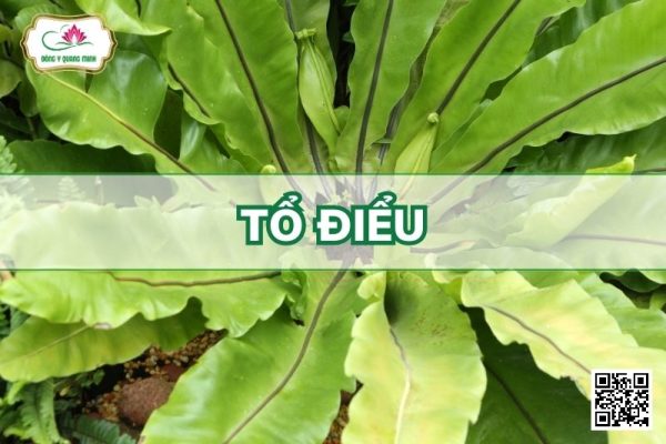 Tổ Điểu - Asplenium Nidus L