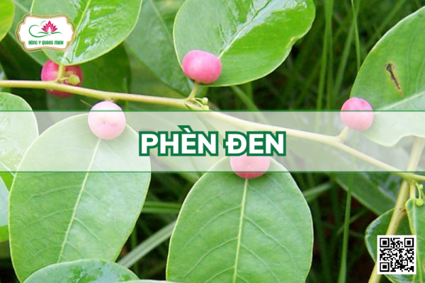 Phèn Đen – Phyllanthus Reticulatus, Euphorbiaceae