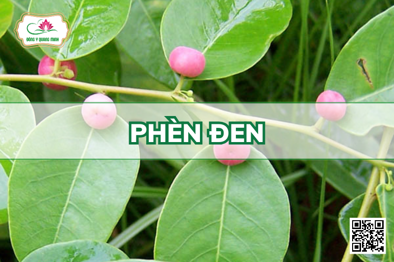 Phèn Đen – Phyllanthus Reticulatus, Euphorbiaceae