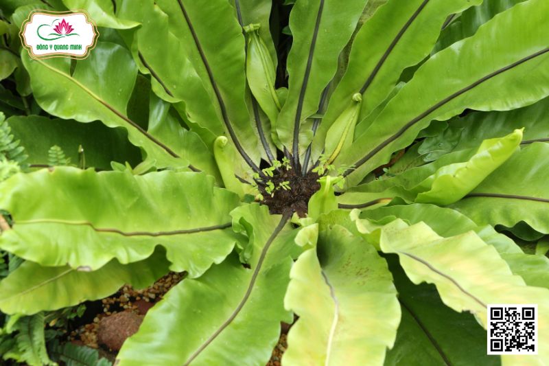 Tổ Điểu - Asplenium Nidus L