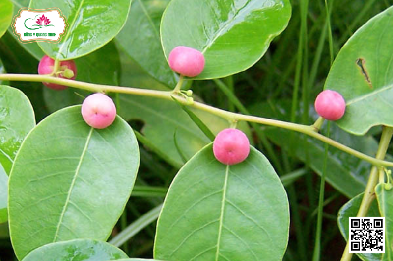 Phèn Đen – Phyllanthus Reticulatus, Euphorbiaceae
