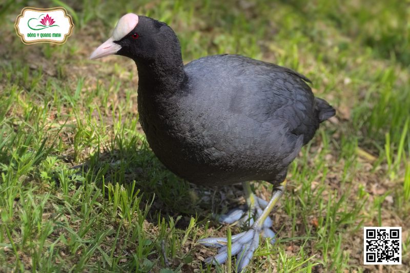 Sâm Cầm - Fulica Atra Linnaeus