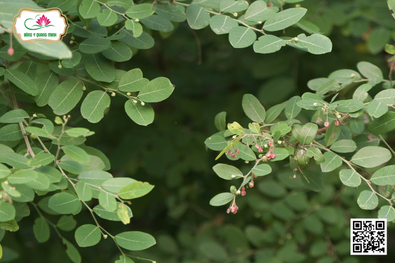 Phèn Đen – Phyllanthus Reticulatus, Euphorbiaceae