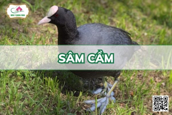 Sâm Cầm - Fulica Atra Linnaeus