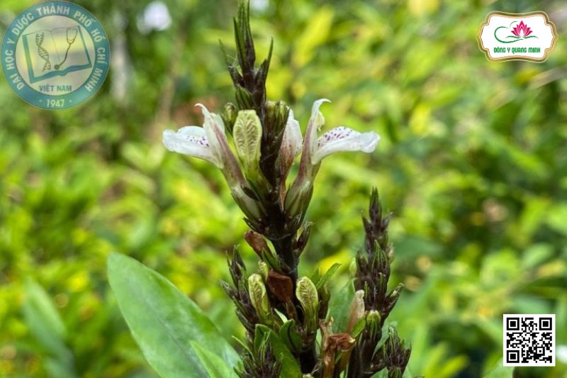 Thanh Táo - Justicia Gendarussa, Acanthaceae