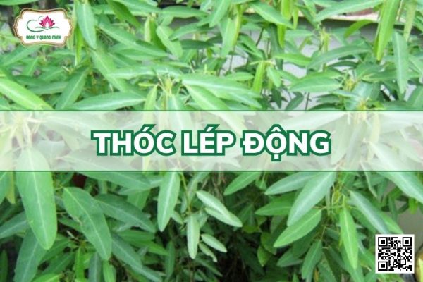 Thóc Lép Động - Codariocalyx Motorius (Houtt.) H.Ohashi